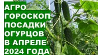 Агрогороскоп посева семян огурцов в апреле 2024Agrohoroscope for planting cucumbers in April 2024