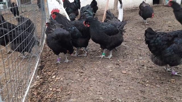 Породистые куры Джерсийский гигант.