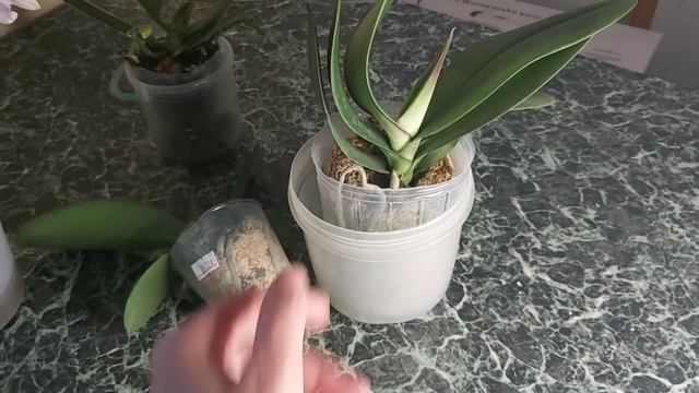 Новые ОРХИДЕИ Пополняю коллекцию/ Новинки Орхидейного Царства, Первый полив в Новом доме