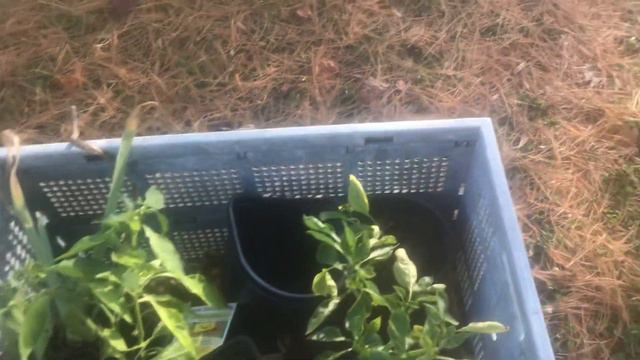 Dividing/Propagating Plants, Collecting Pine Needles, and Bringing in Citrus Trees/Banana Plant.