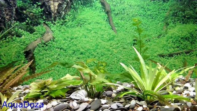 Температура воды для аквариумных рыбок.