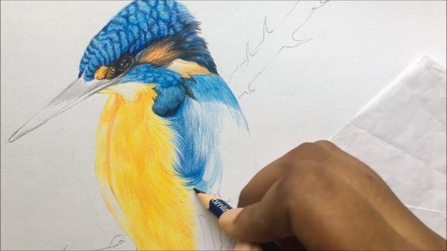 kingfisher Drawing in Color Pencils | Bird Drawing