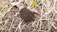 Шпили-вили 1000 муравьев