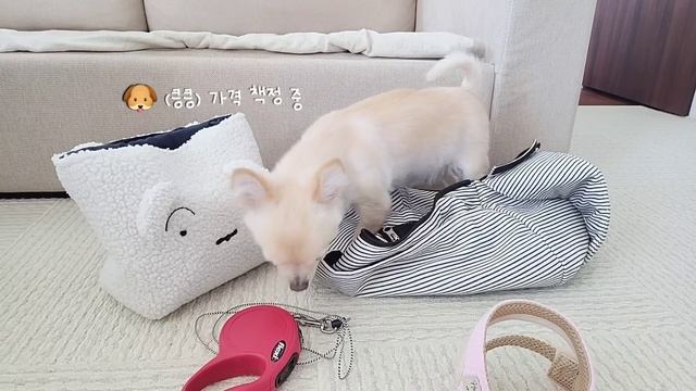 일본 도쿄 브이로그 l 한인마트 장보기, 훈옥당 인센스 언박싱, 아보카도 쌈장, 짜장밥 만들어 먹는 도쿄 일상