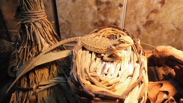 АГАМЫ Матильда  Бисмарк  Анаис из питомника ЯЩЕРОПОЛИС ОТЗЫВ террариум  Repti Zoo обзор терра