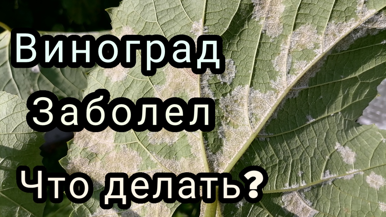 виноград заболел, что делать? 17,08,23