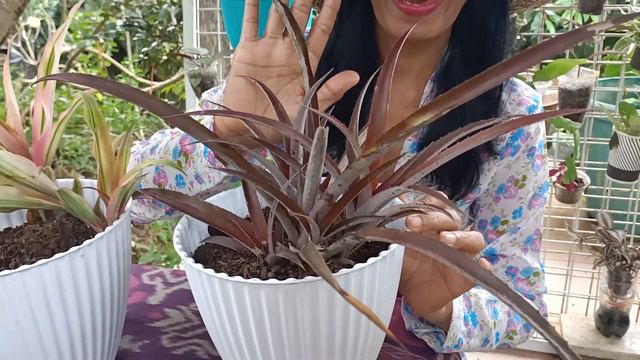 Tips Merawat Tanaman Kriptantus (Cryptanthus sp)