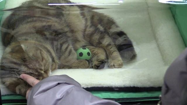 Выставка кошек в МТВ - центре