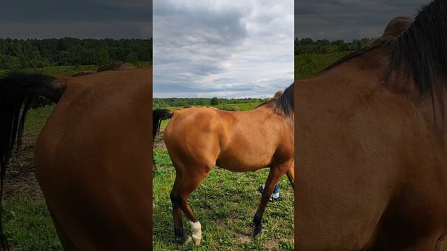 Арабская кобыла 2019 г.р. на продажу.