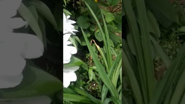 клематис белый