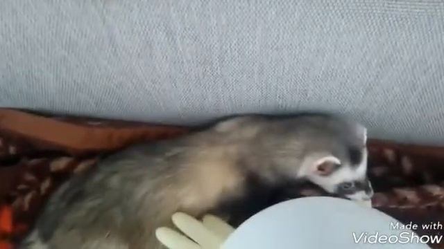 Резиновые игрушки хорьков...