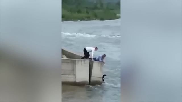 Эти Животные ЗВАЛИ на ПОМОЩЬ! Попробуй НЕ ЗАПЛАКАТЬ и Спасение животных!