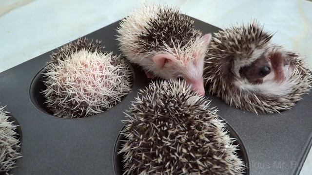Hedgehog Muffins