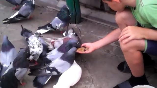 А Я уеду в деревню к деду-КАНИКУЛЫ,Голуби.