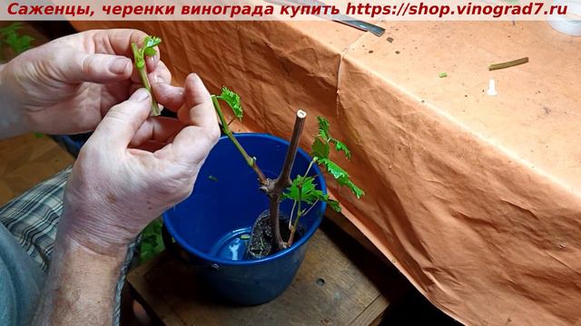 Летняя настольная прививка винограда на вегетирующие саженцы винограда, Пузенко Наталья Лариасовна