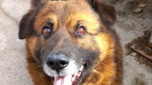 Хозяин привязал пса и забыл на 10 лет. Это просто ужас, что с ним стало.