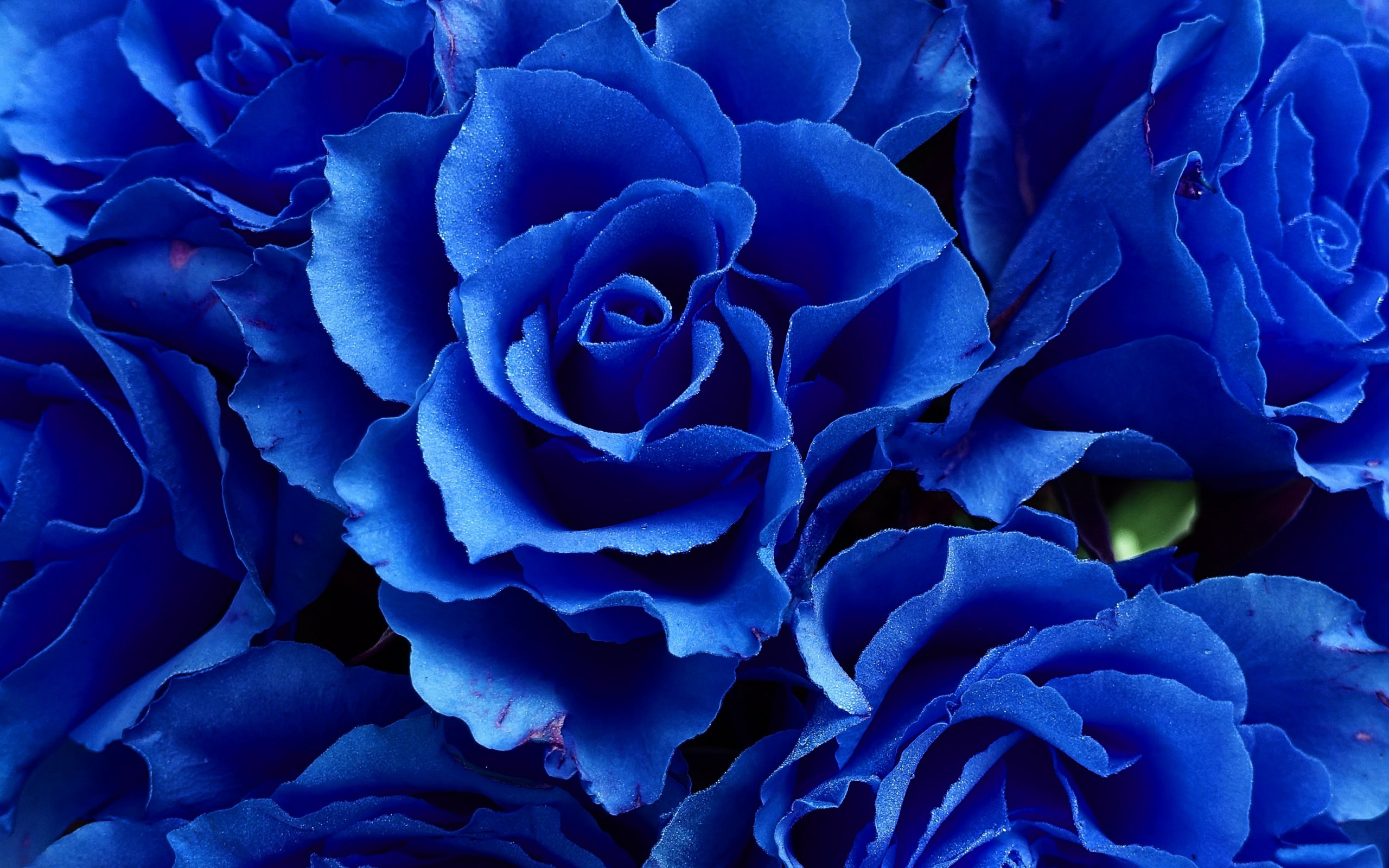 цветы синие картинки названия