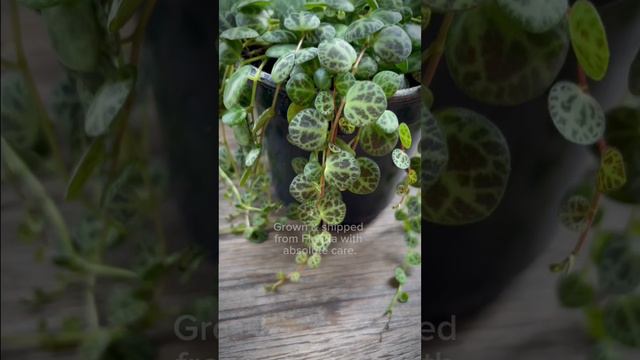 Peperomia Prostrata String of Turtles is the perfect little trailing plant. 🐢 🐢 🐢