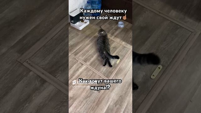 А как зовут вашего ждуна!? У нас Марс🥰 #кот #котик #безкотаижизньнета