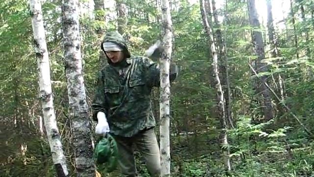 Заготовка бересты. Как нужно одеться