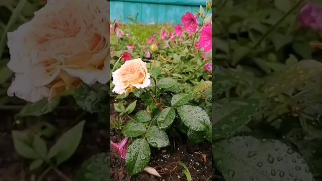 ПЕРЕСОРТ! от Delivery Plant Но она не виновата что что ждали Морсдаг Оранж. А кто же она?