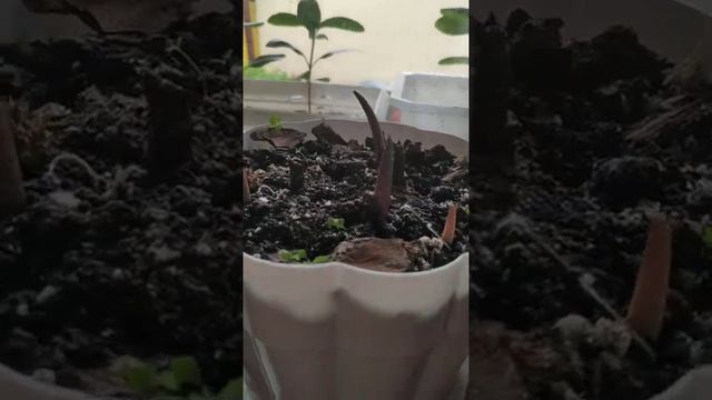 Всходы Каладиумов.