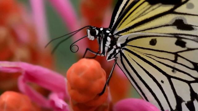 Видеопрезентация «Летающие цветы», посвященная Дню бабочек (12+)