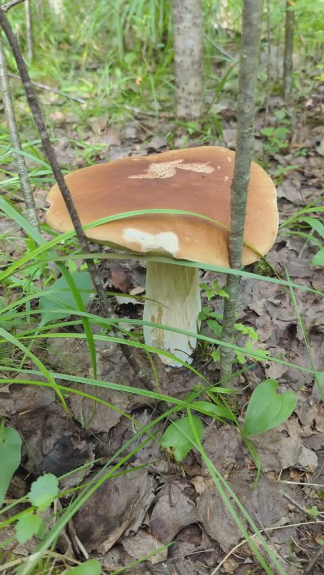 Белый гриб - радость для грибника!)