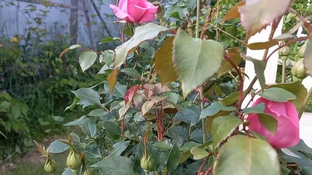 Розариум Ютерсен первое цветение в начале июля  Rosarium Utersen the first blossom