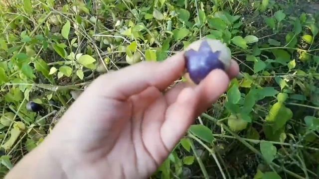 ВЛОГОГРОМНЫЙ КАБАЧОКгарбуз!Саня разбил яйцо на голове: