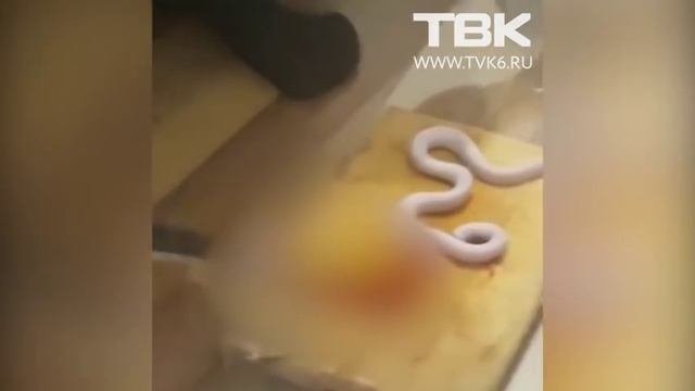 Красноярец выложил в сеть видео как отрубает голову змее бывшей девушки