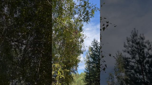 FPV краш Апекса 5