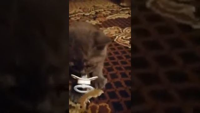 Котёнок и соска