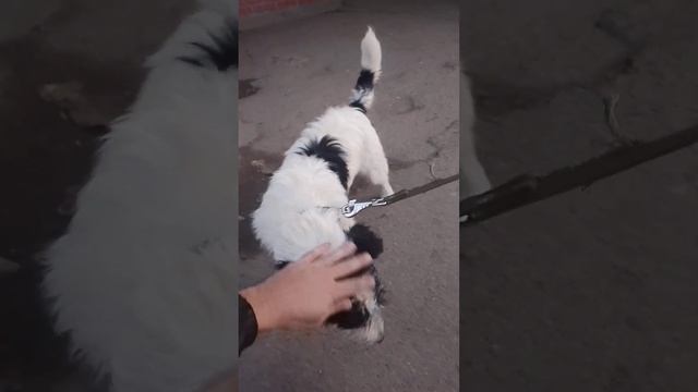 Дембель !