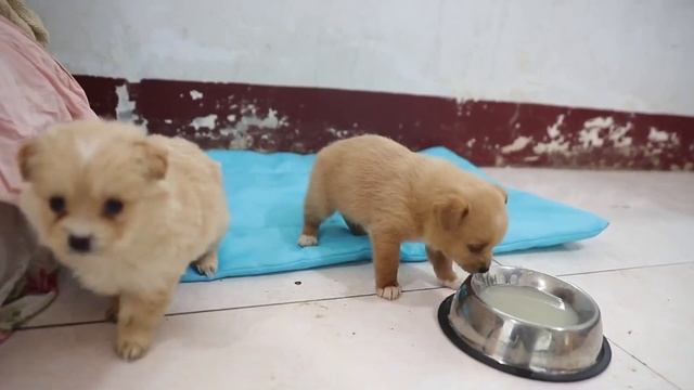 The little milk dog was abandoned by in the snow, shivering with cold, waiting for mother helplessl