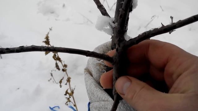 Защита  штамба саженцев от февральского солнца и зайцев. Последствие пороженя тлей.