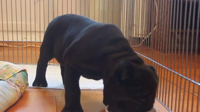 Кане корсо Марфа 1,5 мес первый творог дома