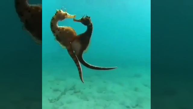 На этом видео запечатлён процесс откладывания потомства морских коньков в виде икринок в особое м...