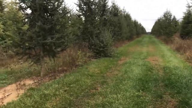 Cedrus atlantica Glauca