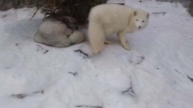 песец в зоопарке