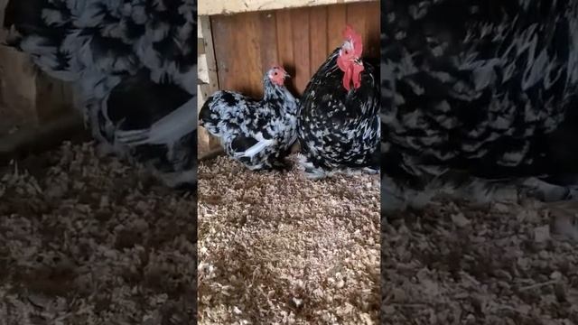 Карликовые кохинхины