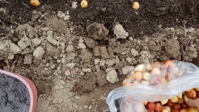 Посадка лука севка 2018