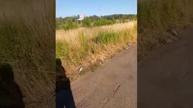 Немного о фотоловушках и другой спецтехнике. Снежный человек, йети, леший, бигфут