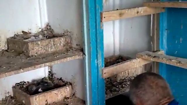голуби.Гены.(Родненького)с.Н-усмань.Воронежской.обл.