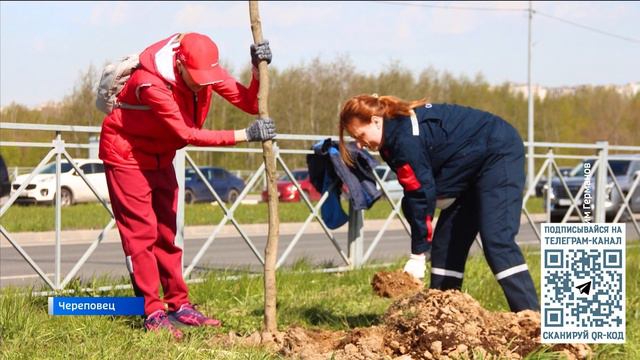 Экологическая акция: высадка крупномерных деревьев состоялась в Череповце