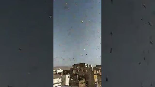 Attack of insects