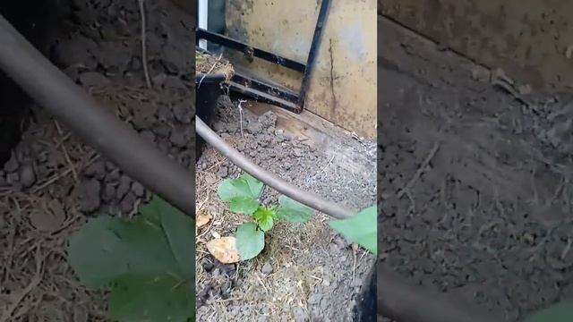 Доматите в  дългия  покрит  навес 18/06 /2023 г