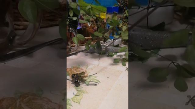 Как размножить клематис осенью методом черенкования.