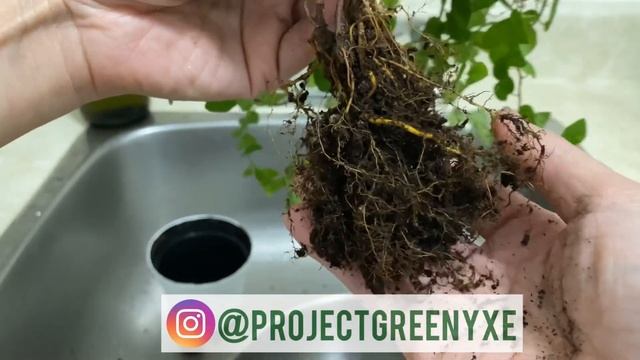 Ficus Pumila Creeping Fig: Repotting and Indoor Care Tips