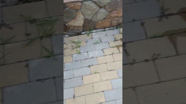 необычные клумбочки в гостевом доме.mp4